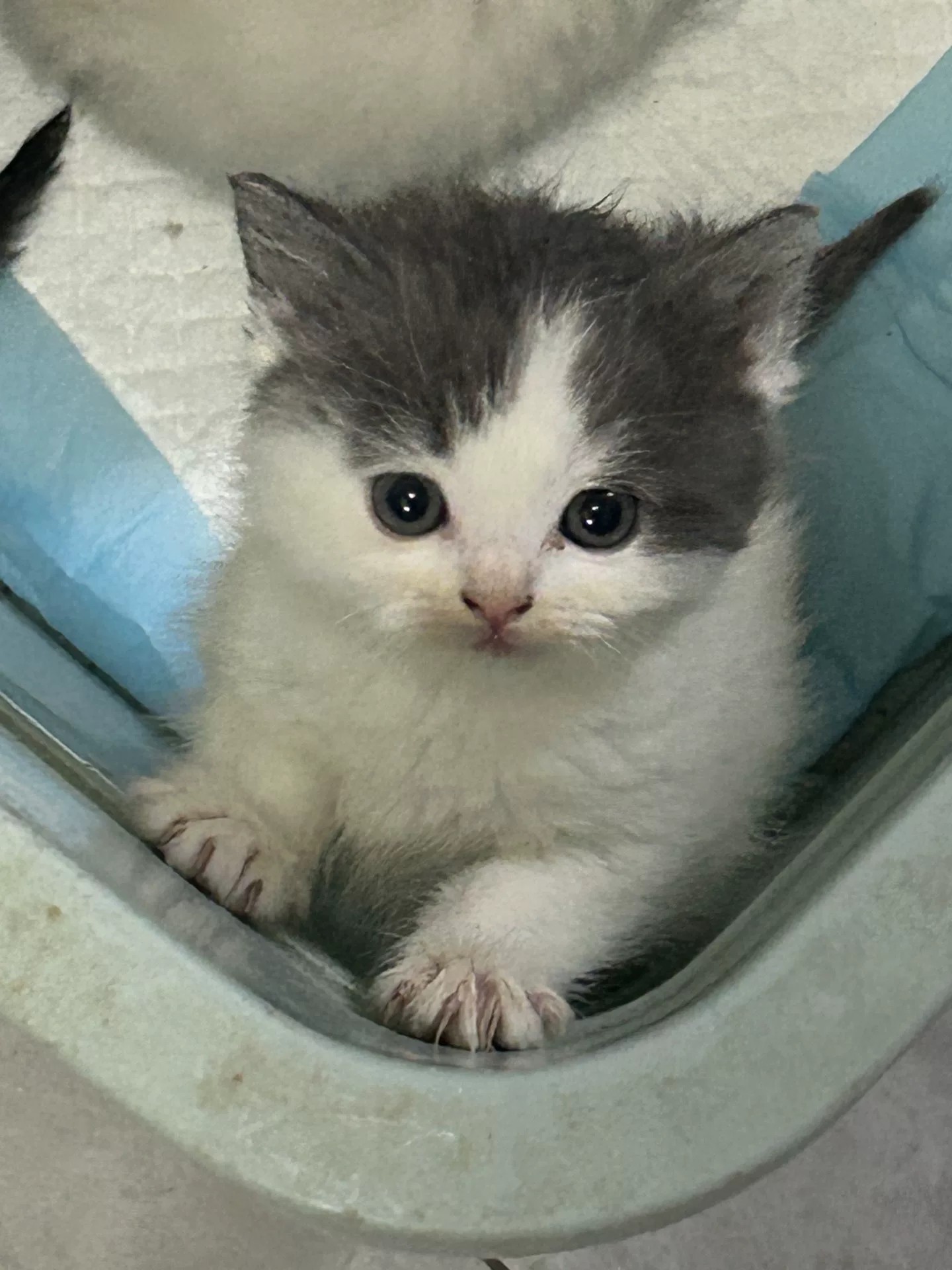 英短蓝白弟弟 活泼可爱 开脸正 胖嘟嘟的